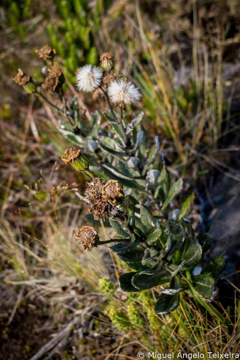 Senecio caparaoensis photo 4