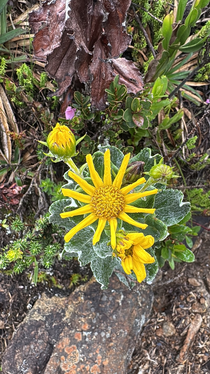Senecio caparaoensis photo 5