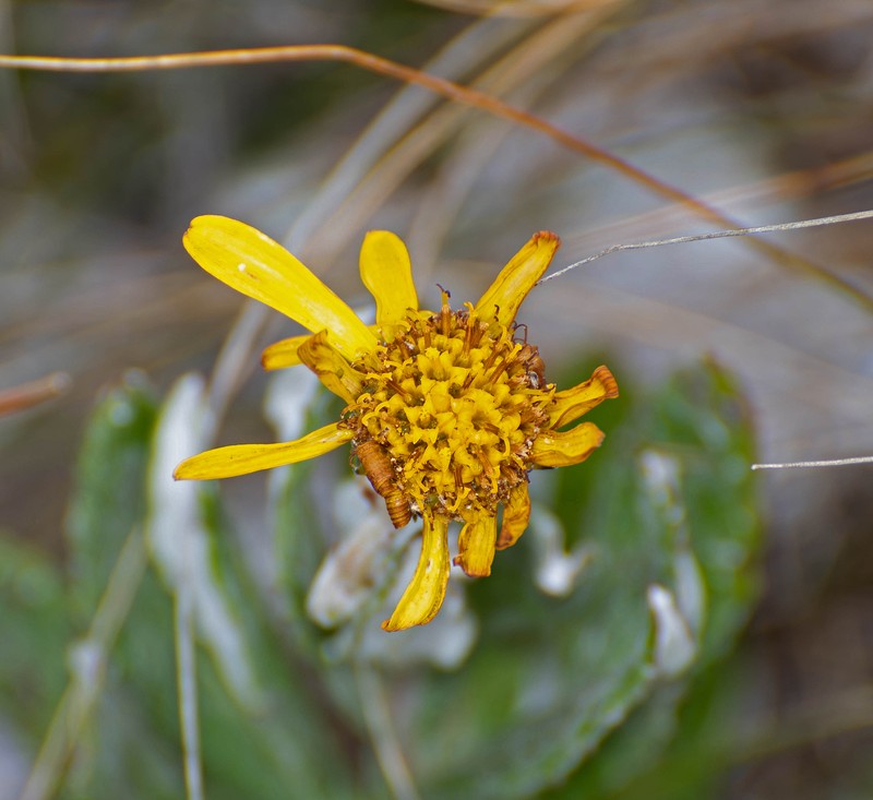 Senecio caparaoensis photo 6