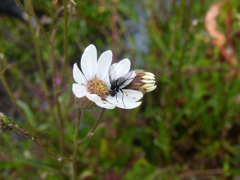 Senecio carbonellii