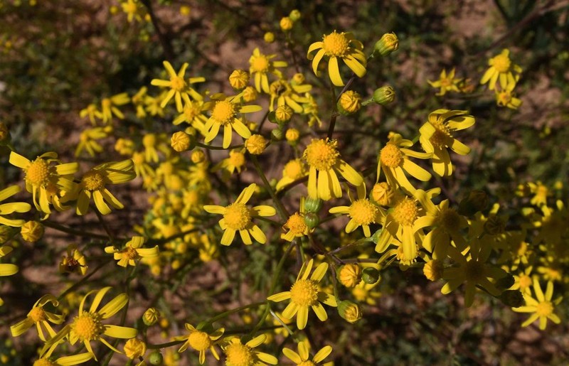 Senecio cardaminifolius photo 2