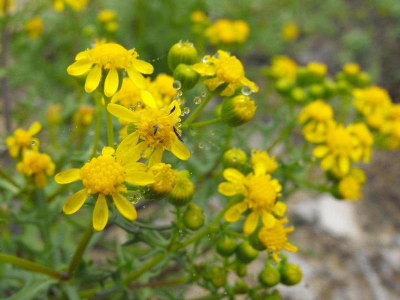 Senecio cardaminifolius photo 3
