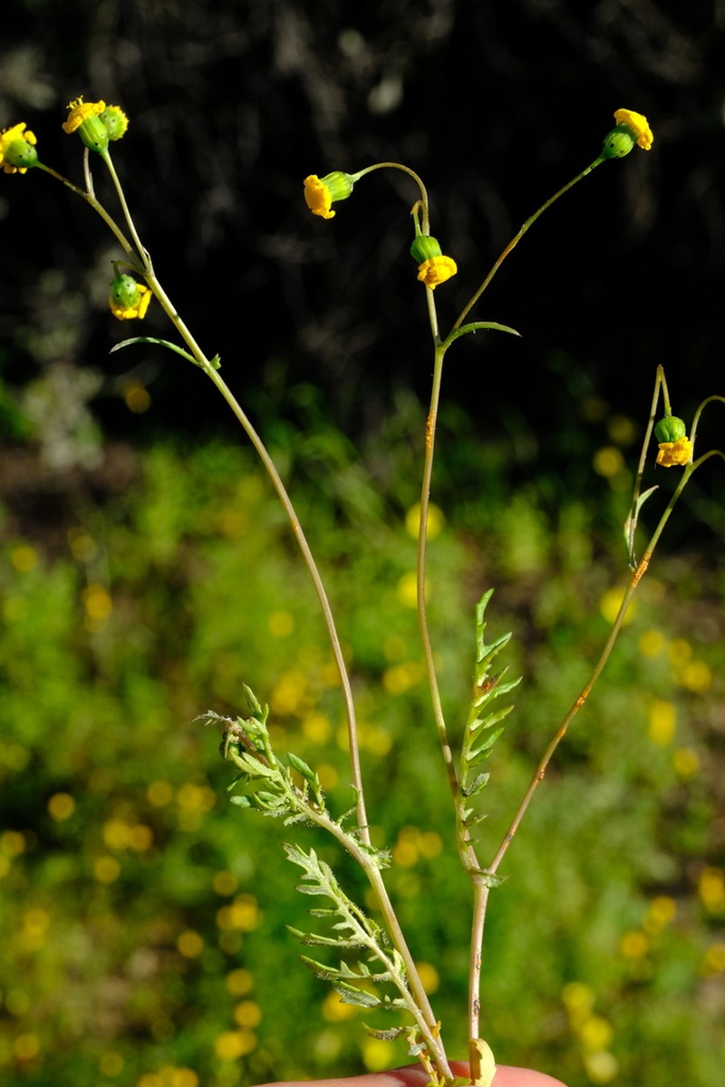 Senecio cardaminifolius photo 4