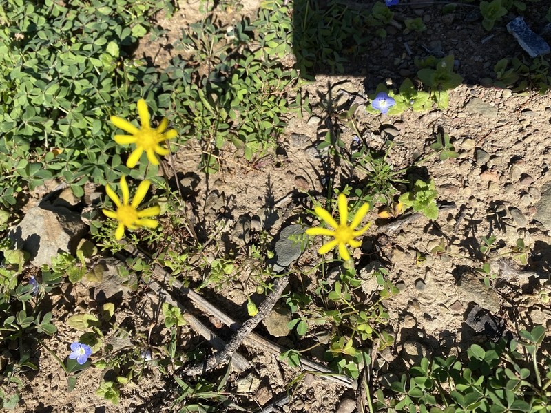 Senecio cardaminifolius photo 6