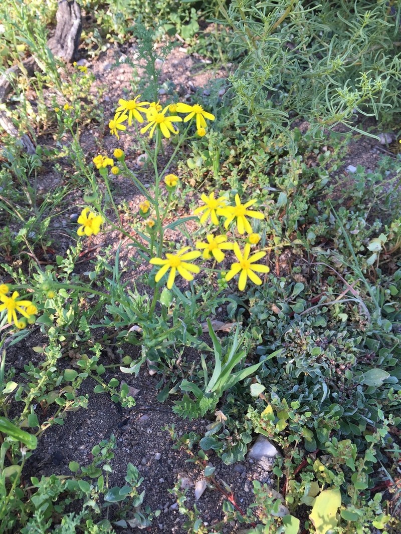 Senecio cardaminifolius photo 7