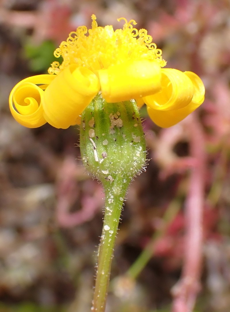 Senecio cardaminifolius photo 8