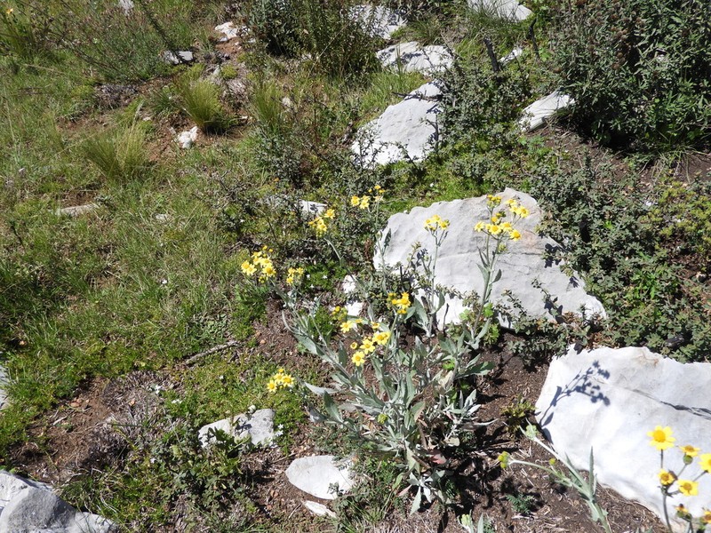 Senecio carnerensis