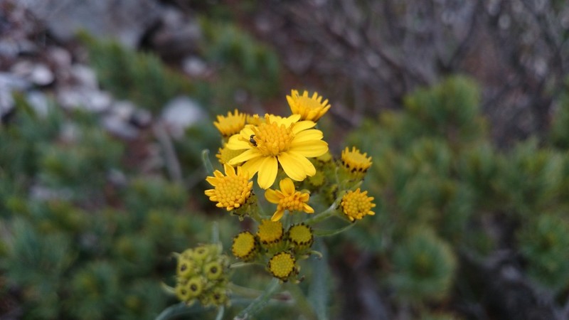 Senecio carnerensis photo 3