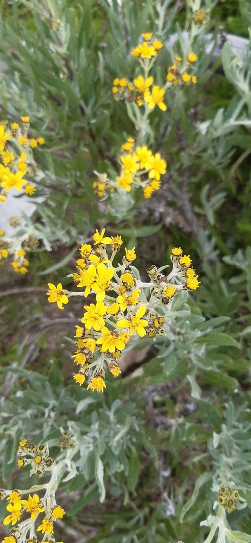 Senecio carnerensis photo 4