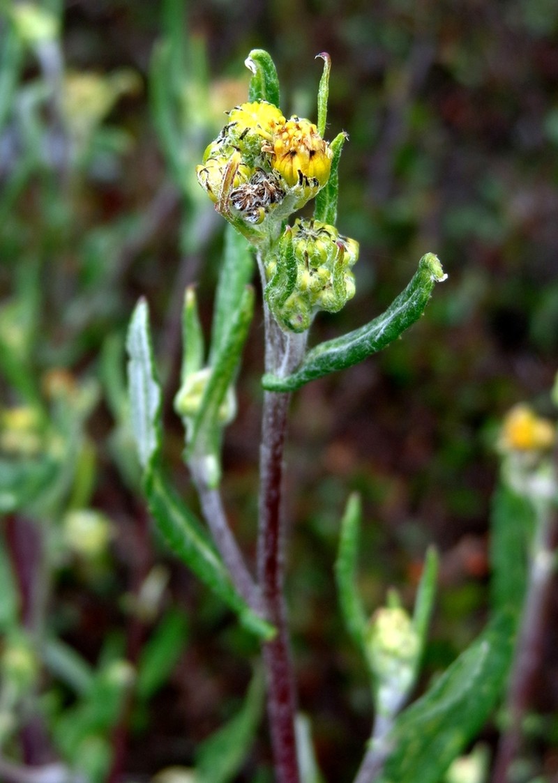 Senecio carnerensis photo 5