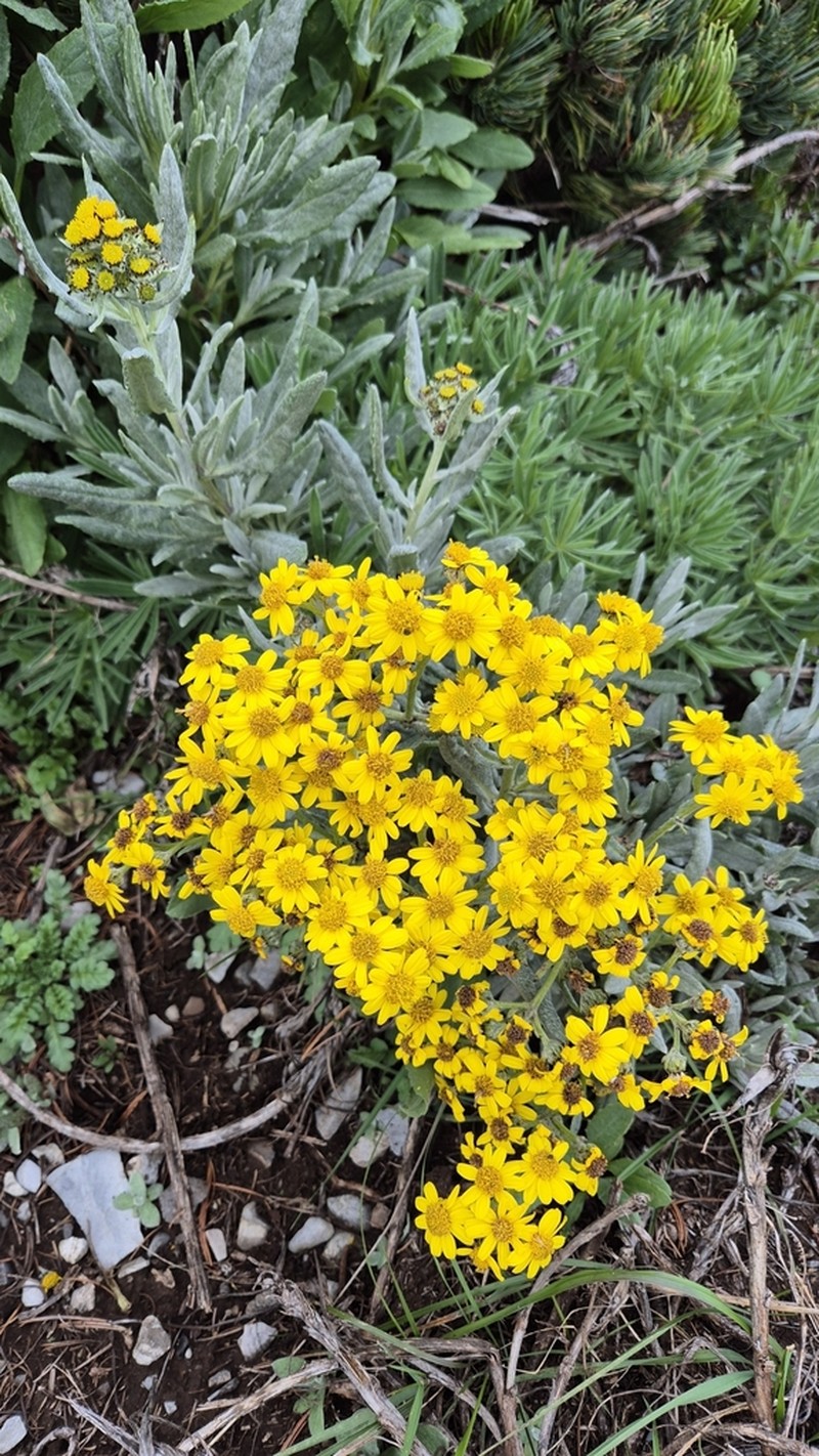 Senecio carnerensis photo 6