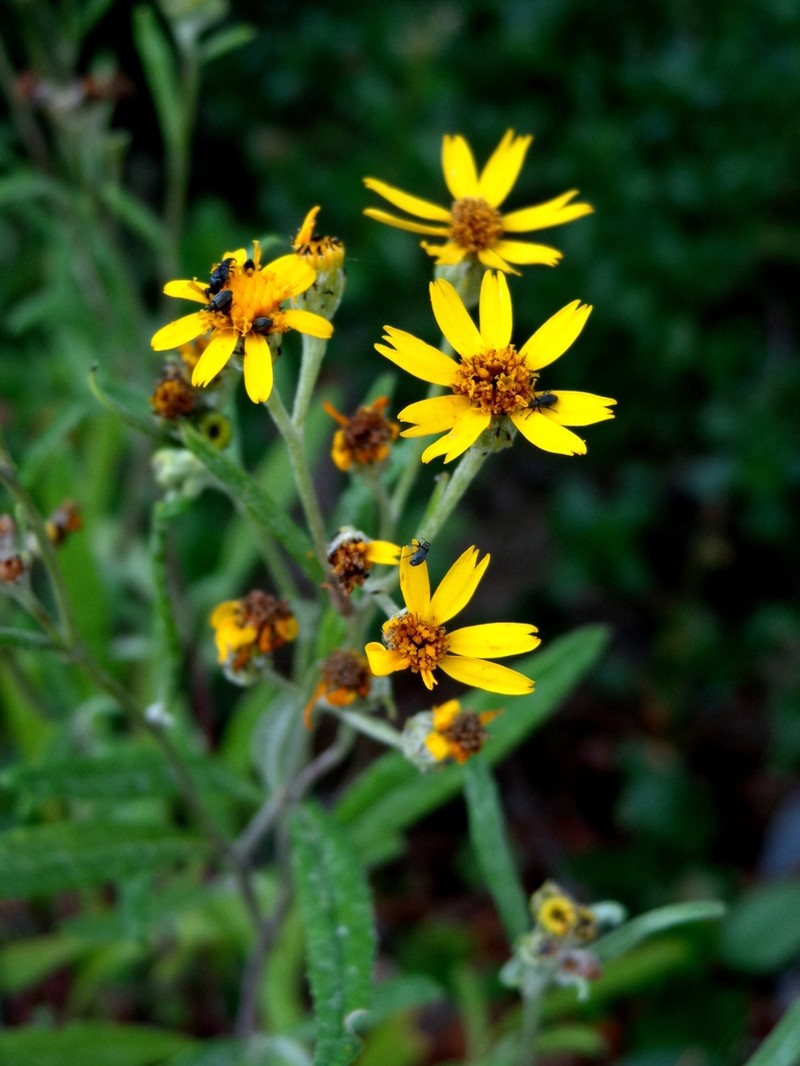 Senecio carnerensis photo 7