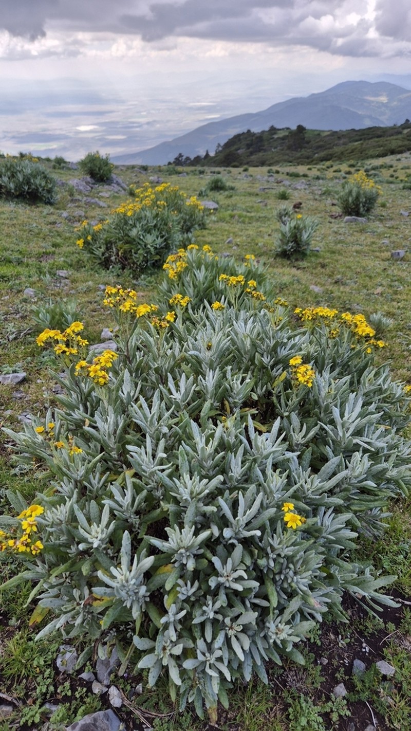 Senecio carnerensis photo 8