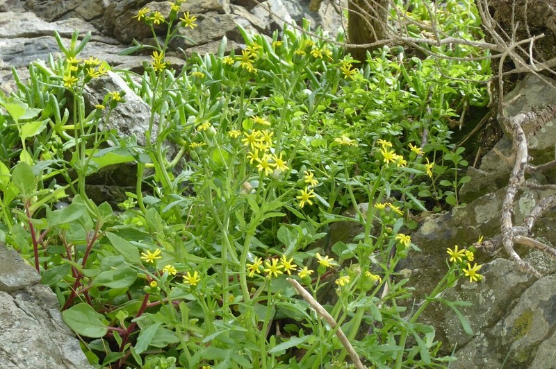 Senecio carnosulus