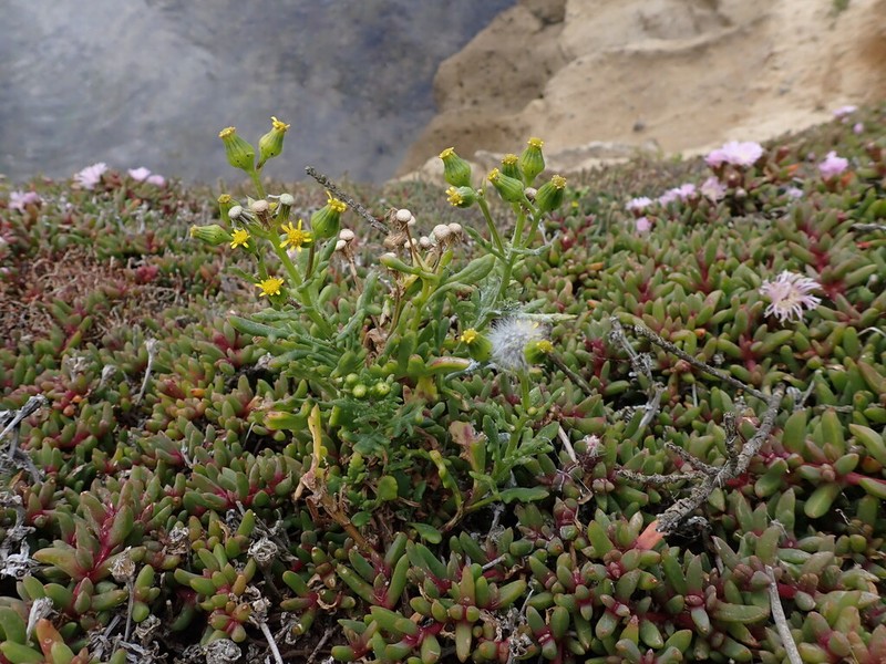 Senecio carnosulus photo 2
