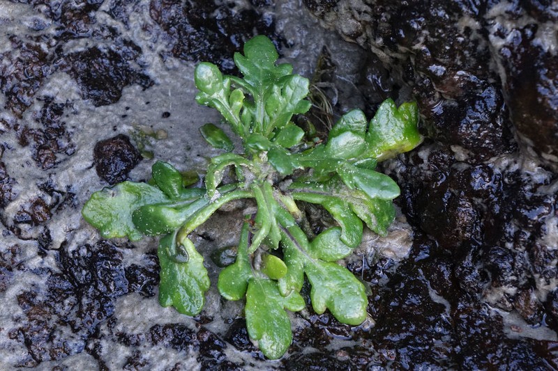 Senecio carnosulus photo 3