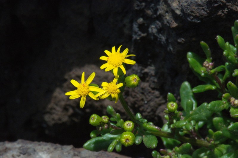 Senecio carnosulus photo 4