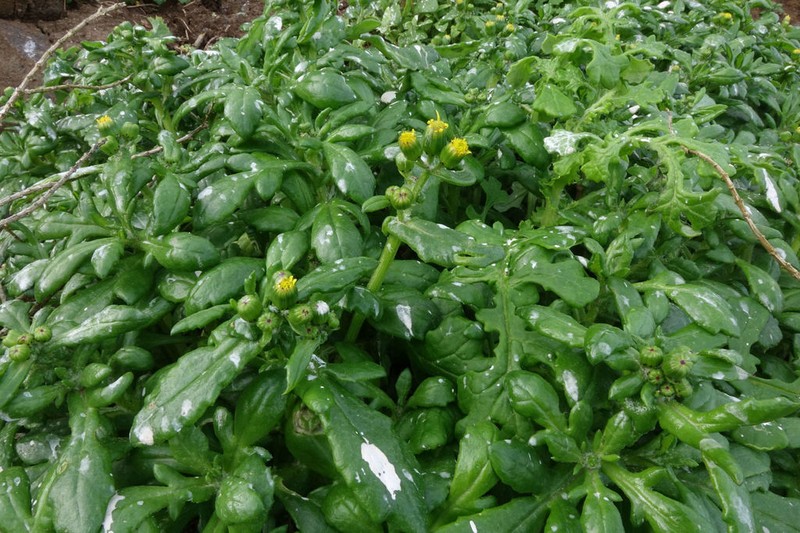 Senecio carnosulus photo 5