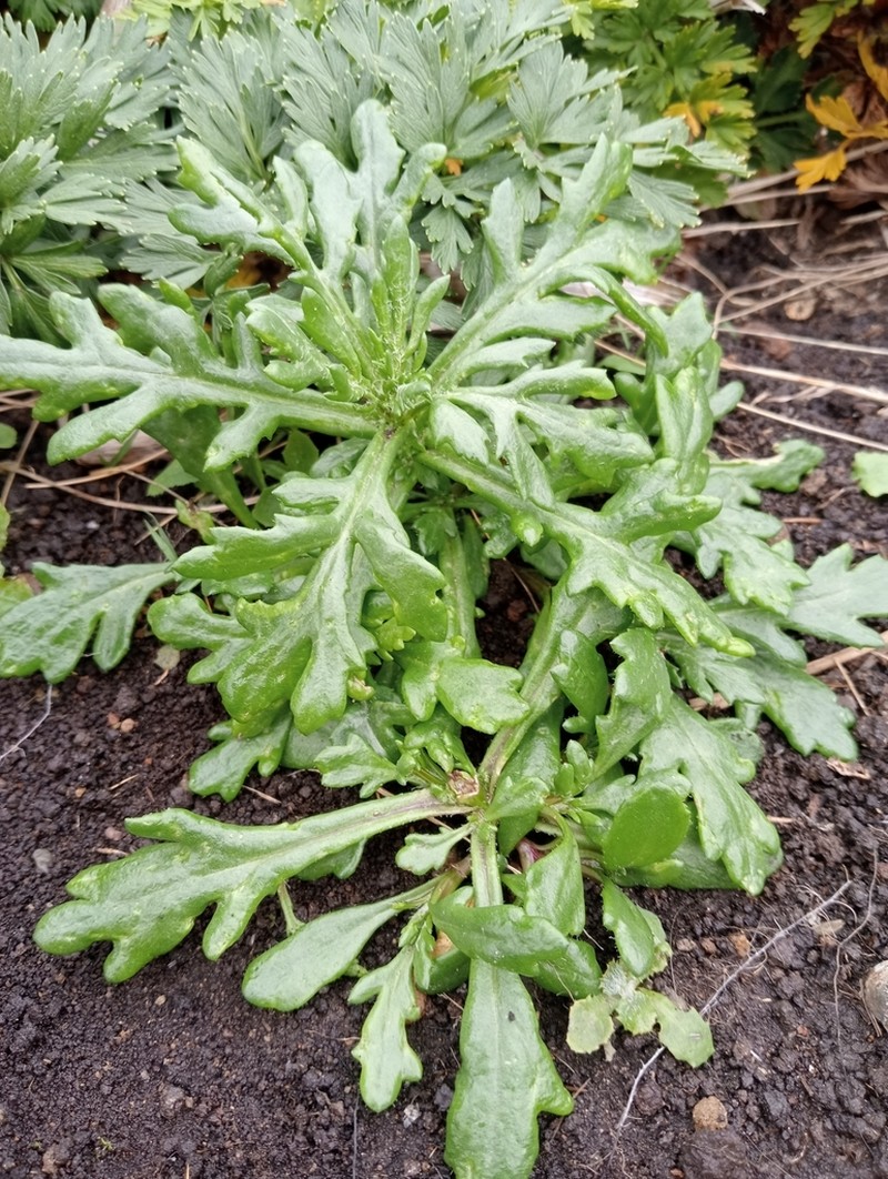 Senecio carnosulus photo 6