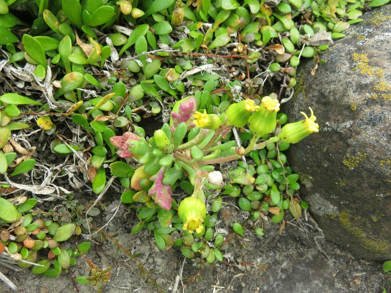 Senecio carnosulus photo 7