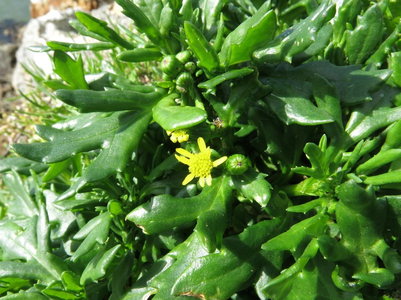 Senecio carnosulus photo 8