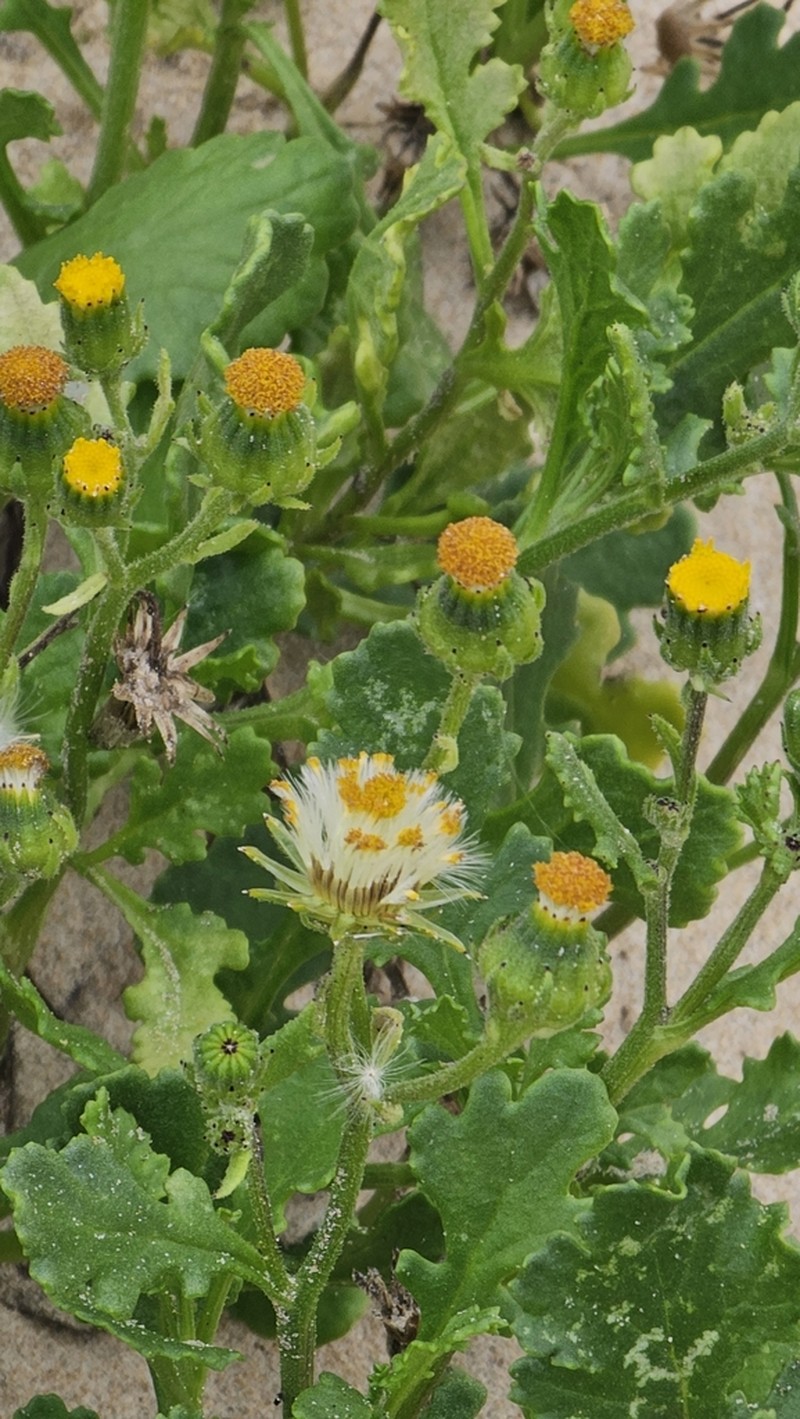 Senecio carnosus photo 2