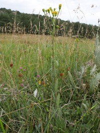 Senecio carpetanus