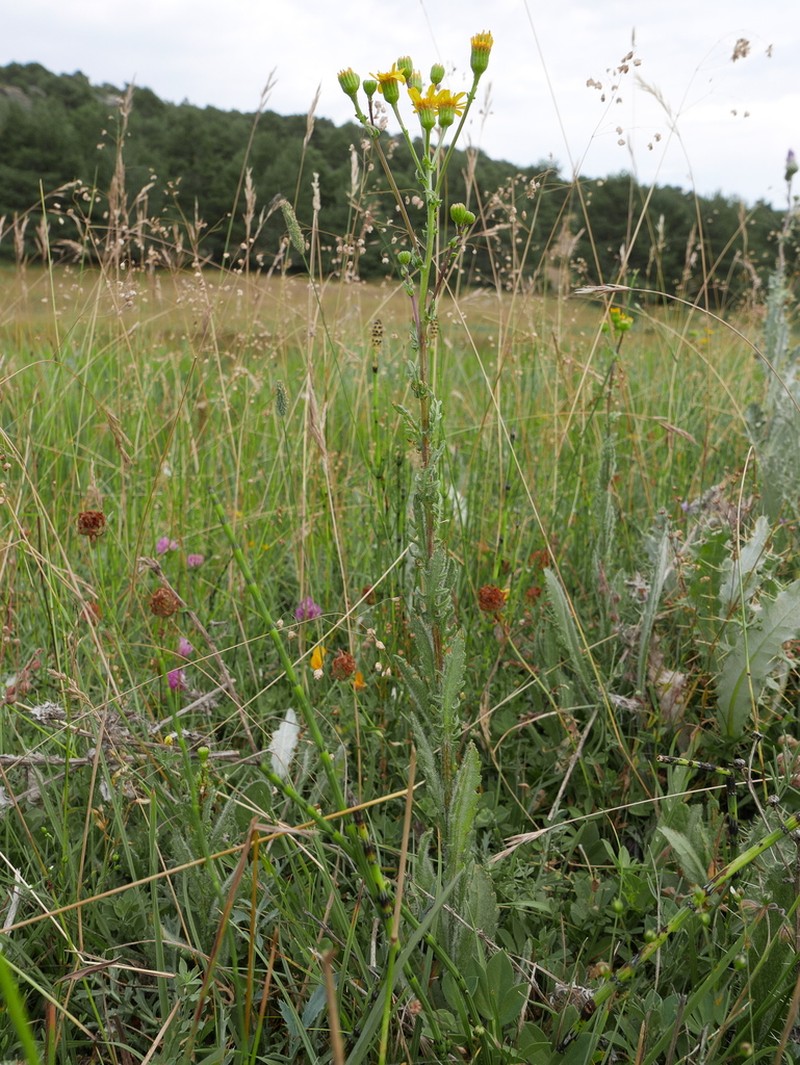 Senecio carpetanus