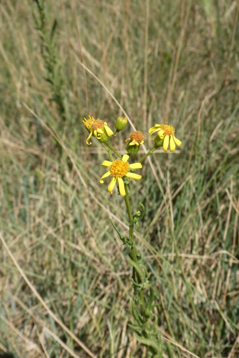 Senecio carpetanus photo 2