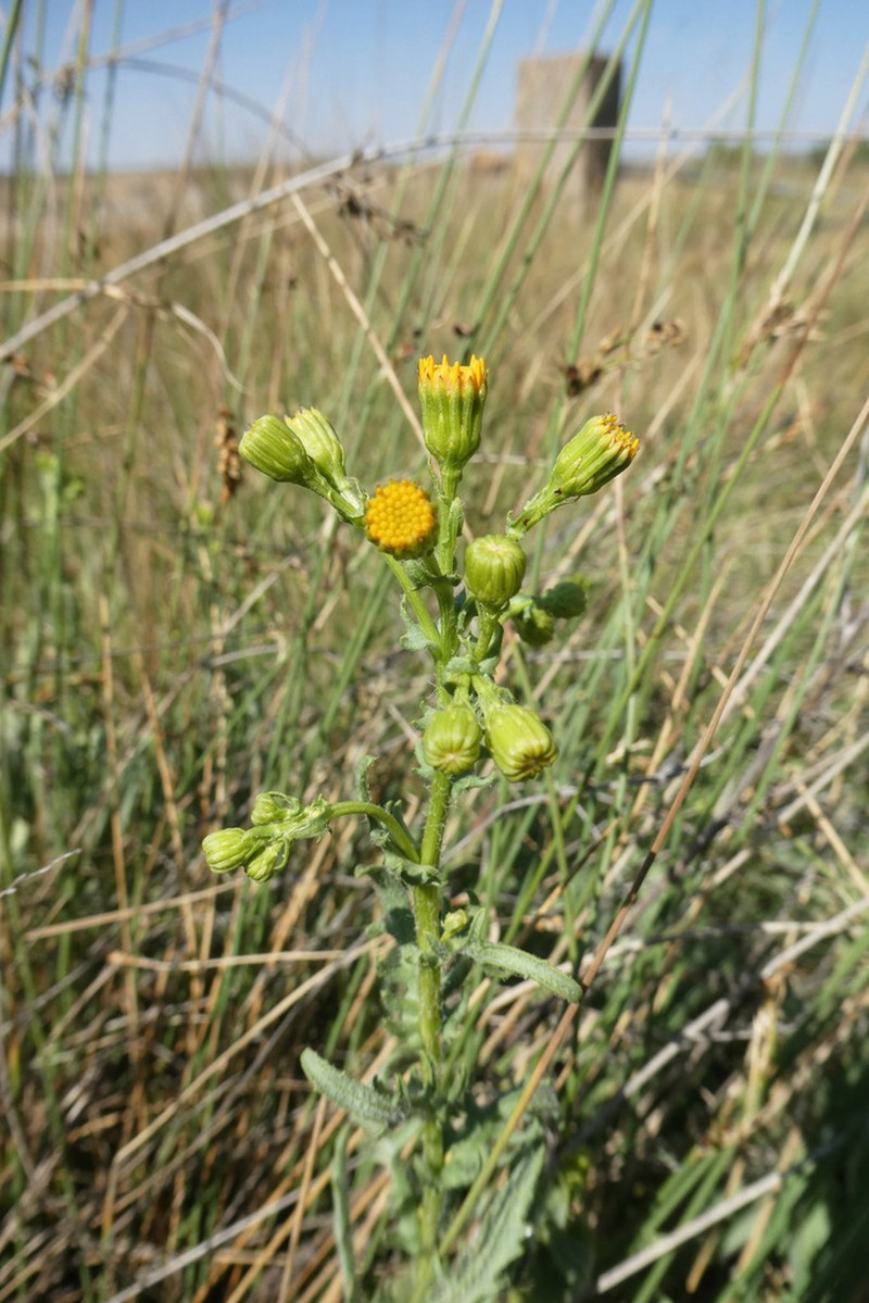 Senecio carpetanus photo 3
