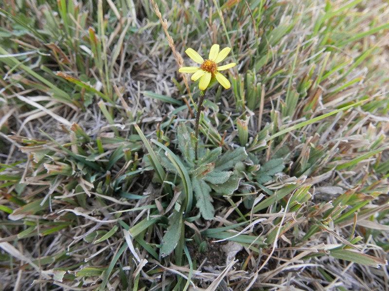 Senecio carpetanus photo 4