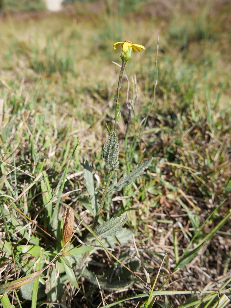 Senecio carpetanus photo 5