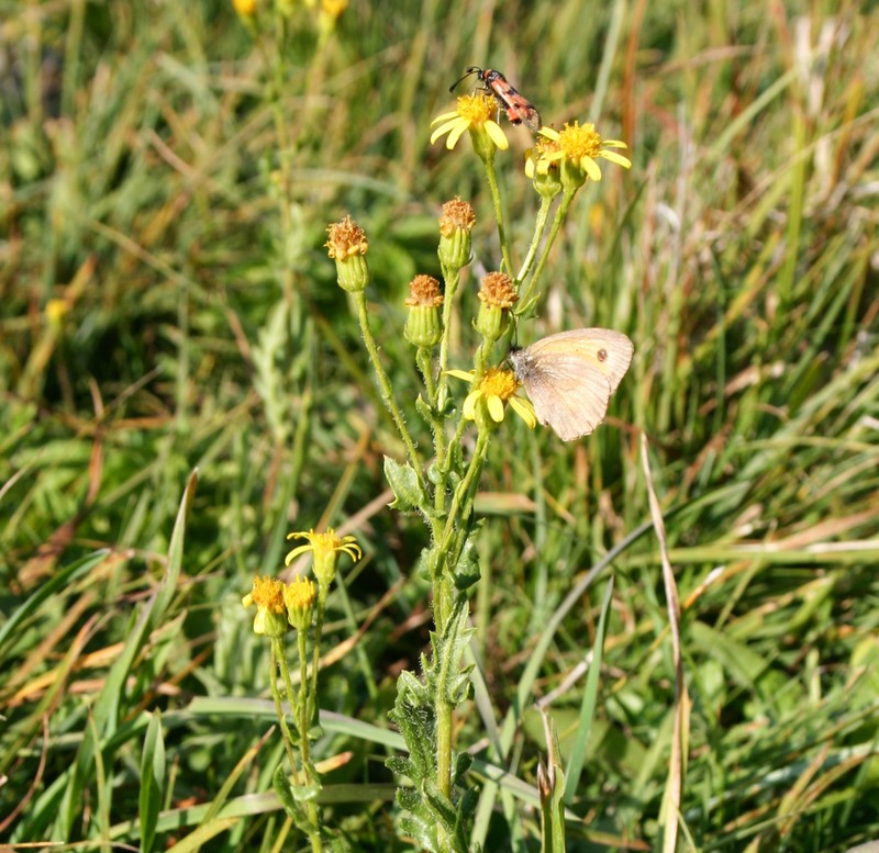 Senecio carpetanus photo 6