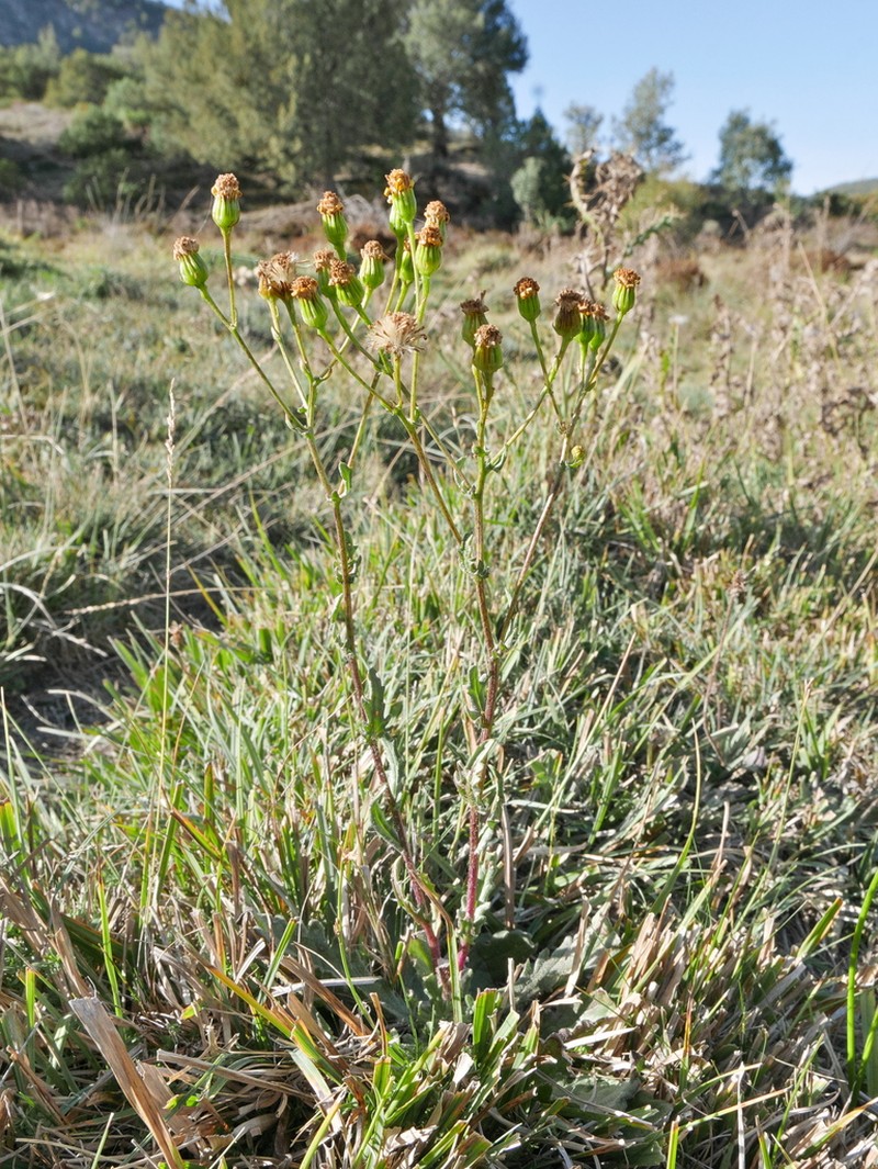 Senecio carpetanus photo 7