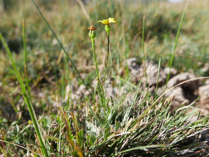 Senecio carpetanus photo 8