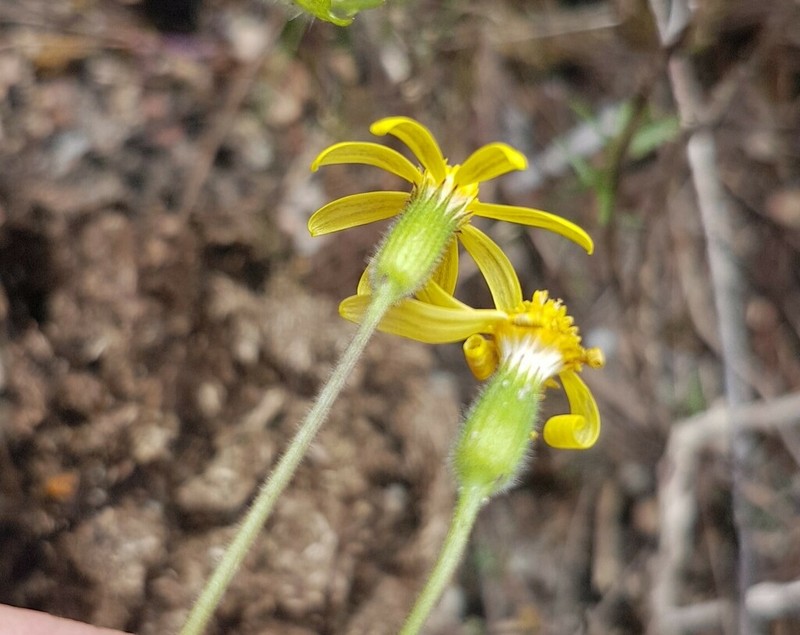 Senecio carroensis