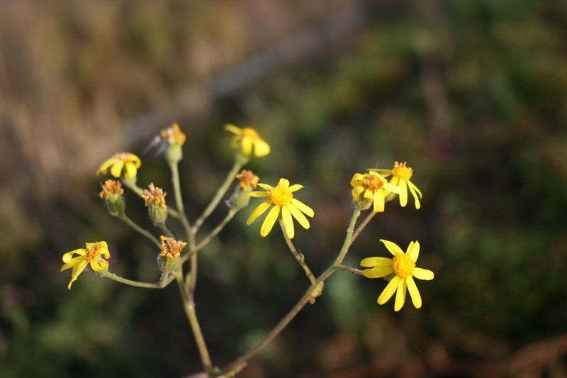 Senecio carroensis photo 2