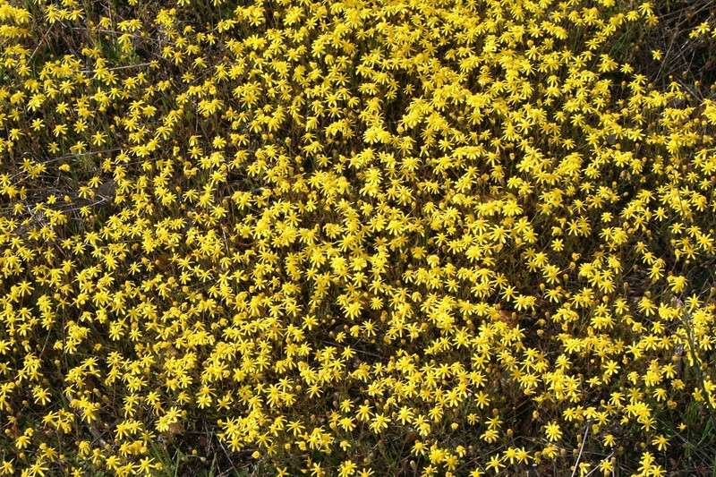 Senecio carroensis photo 3