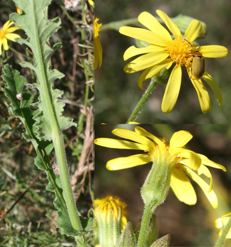 Senecio carroensis photo 4