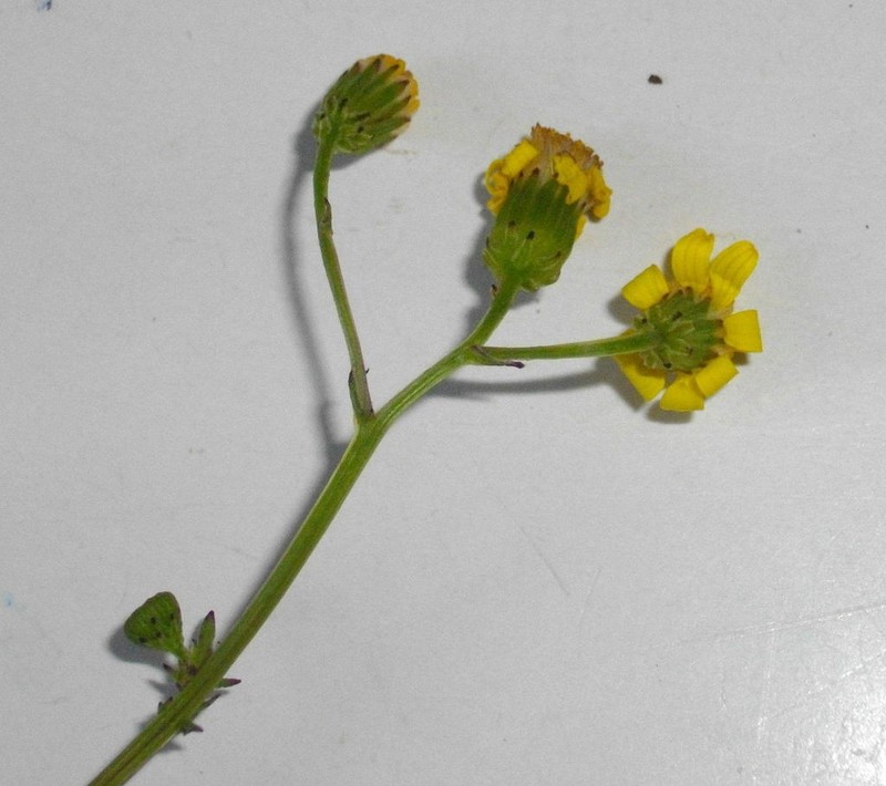 Senecio carroensis photo 5