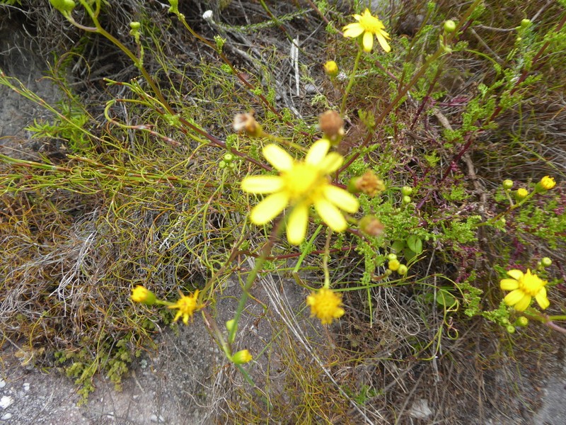Senecio carroensis photo 6