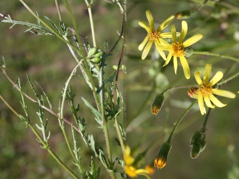 Senecio carroensis photo 7