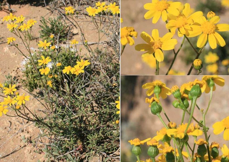 Senecio carroensis photo 8