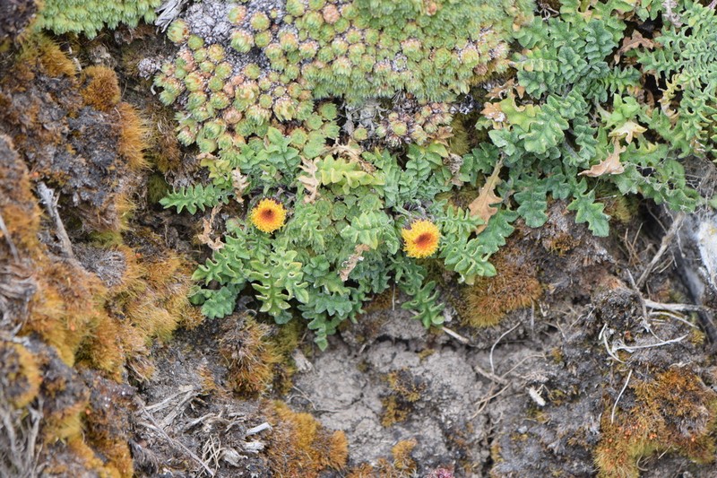 Senecio casapaltensis photo 3