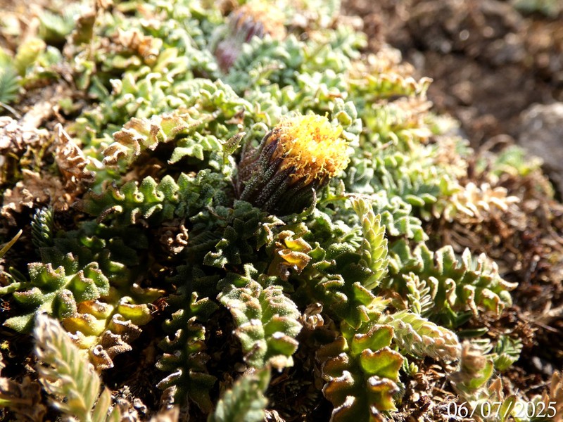 Senecio casapaltensis photo 4