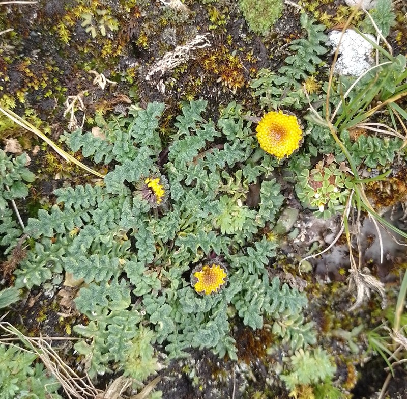 Senecio casapaltensis photo 5