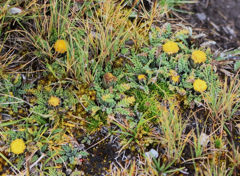 Senecio casapaltensis photo 6