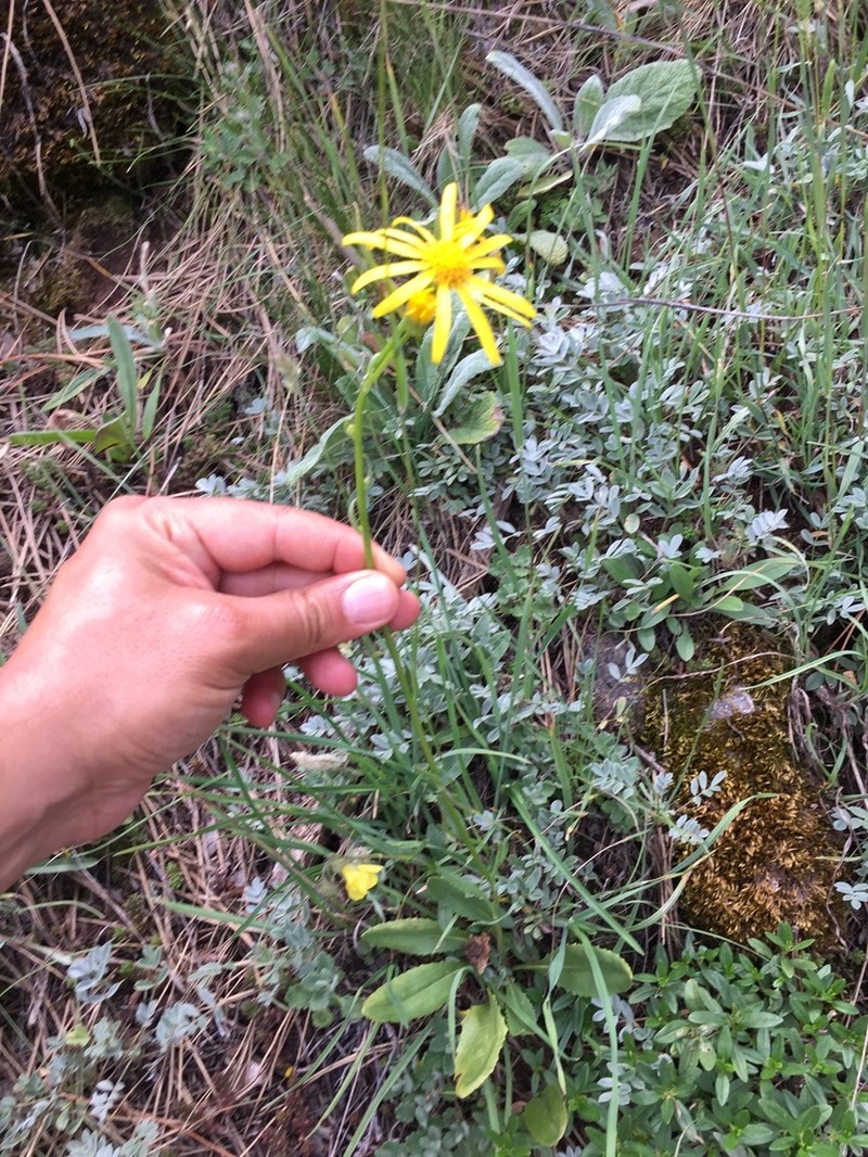Senecio castagneanus