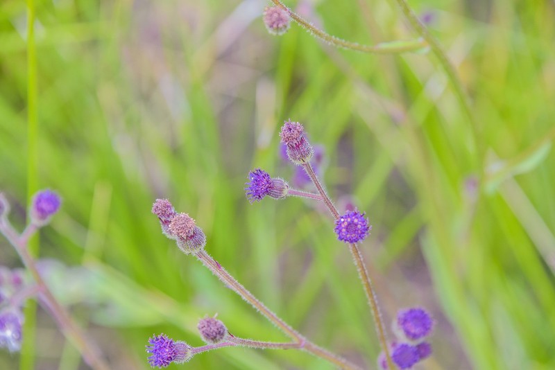 Senecio cathcartensis