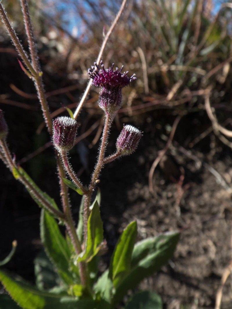 Senecio cathcartensis photo 3